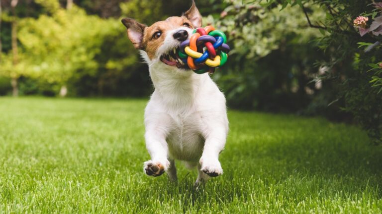 alt-3-beneficios-de-fraccionamientos-con-pet-park-